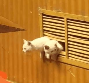 一到毕业季，我们大学的校猫就疯了哈哈哈