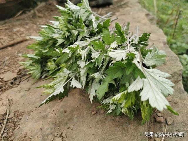 百吃不厌的网红青团吃100个也不腻,春季必吃青团香甜软糯鲜香细腻