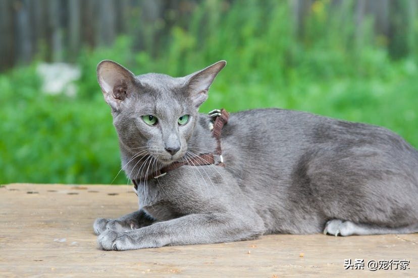 养猫后家里好臭怎么办,养猫后觉得猫很烦怎么办