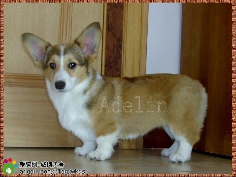 常见狗狗价格排行,狗狗价格以及品种大全