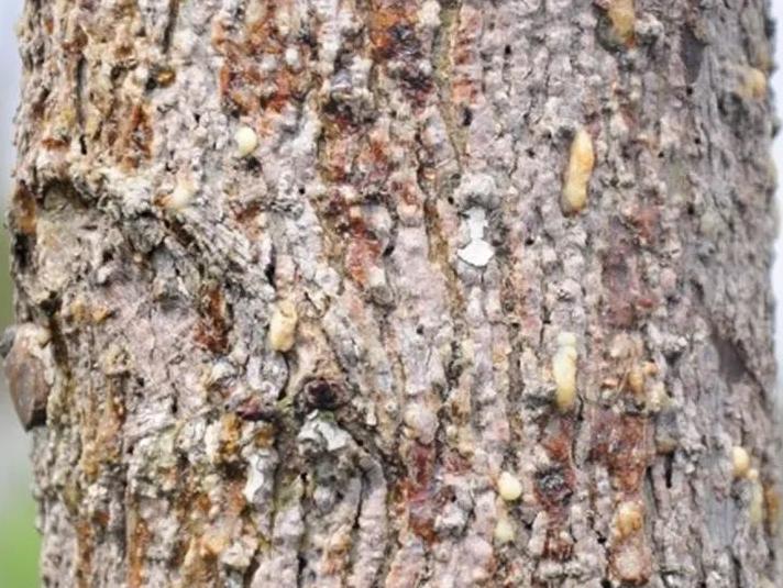 华东地区常见蛀干害虫识别与防治,法桐双齿长蠹钻蛀害虫的防治方法