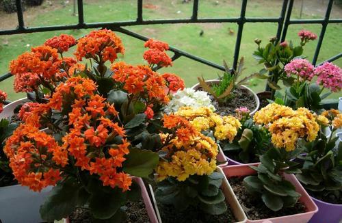 室内适合养什么花寓意好,新家养什么花有寓意又好看