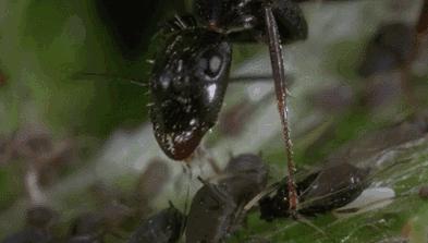 蚂蚁生长需要什么样的食物,蚂蚁都吃什么蔬菜