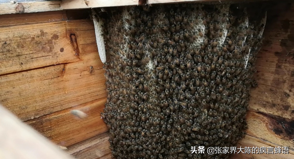 养中蜂为什么要用塑料纸做蜂布,中蜂夏天如何盖覆布