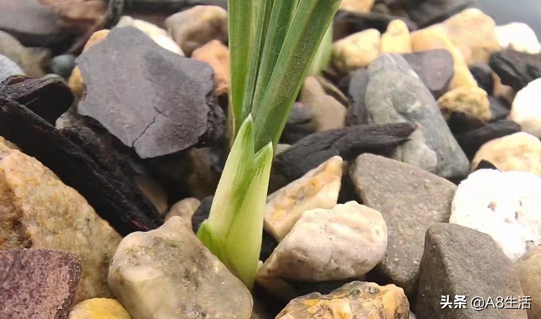 春兰张荷素兰花介绍,每日一品中国兰花春兰