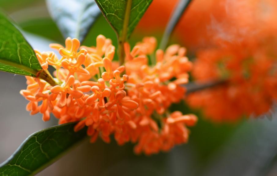 黄正华|客寄他乡两鬓秋，梦回少小一无忧（原创诗词十五首）