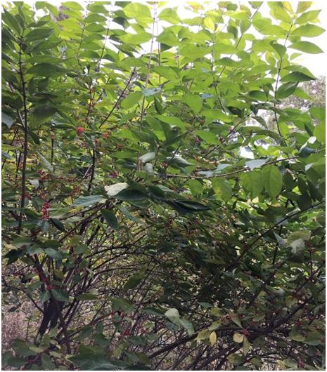 忍得了冬的忍冬属中药：金银木、忍冬藤和金银花