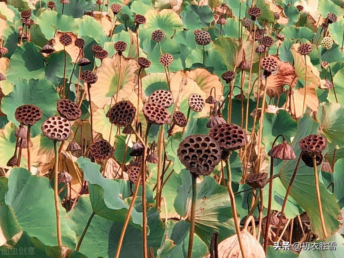 陆游荷花诗句,陆游五言绝句全文