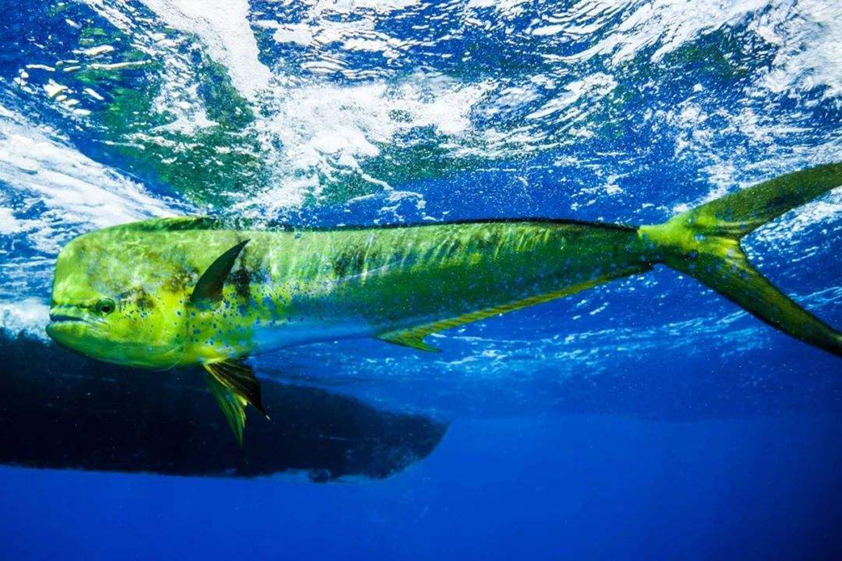 鲯鳅为什么被称为海洋中的变色龙,淡水鲯鳅