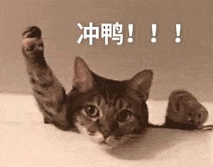 可爱小猫表情包搞笑图片,开心表情包可爱搞笑图片