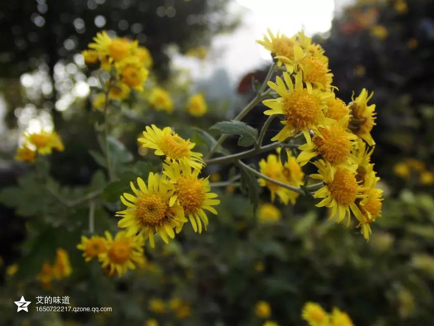 草木人间*我说的小*菊黄**，是好吃的菊花脑