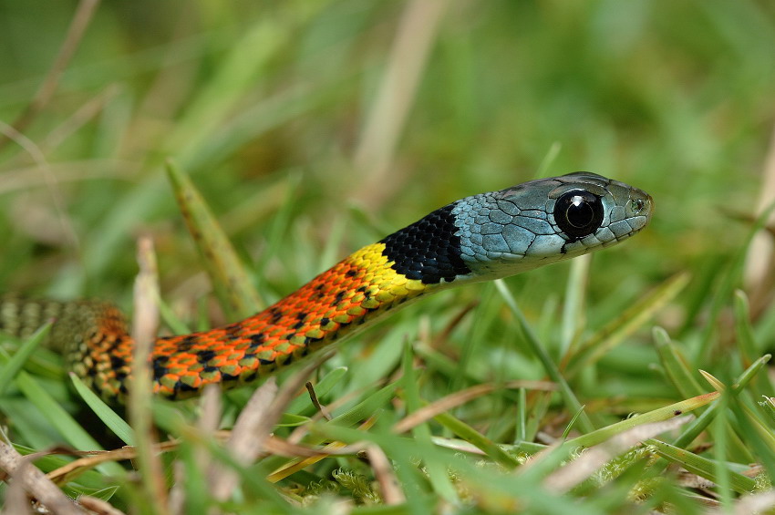 东北有毒蛇么,有毒的蛇图片有哪些