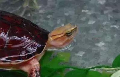 三线闭壳龟和潘氏闭壳龟区别,金头闭壳龟和三线闭壳龟同池