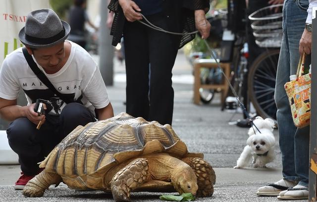 陆龟养殖全攻略,陆龟养殖难度排行