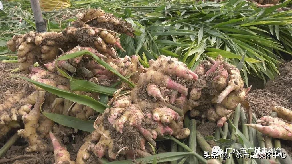 福成镇子姜产业助力精准扶贫,黄店镇发展农业产业助力乡村振兴