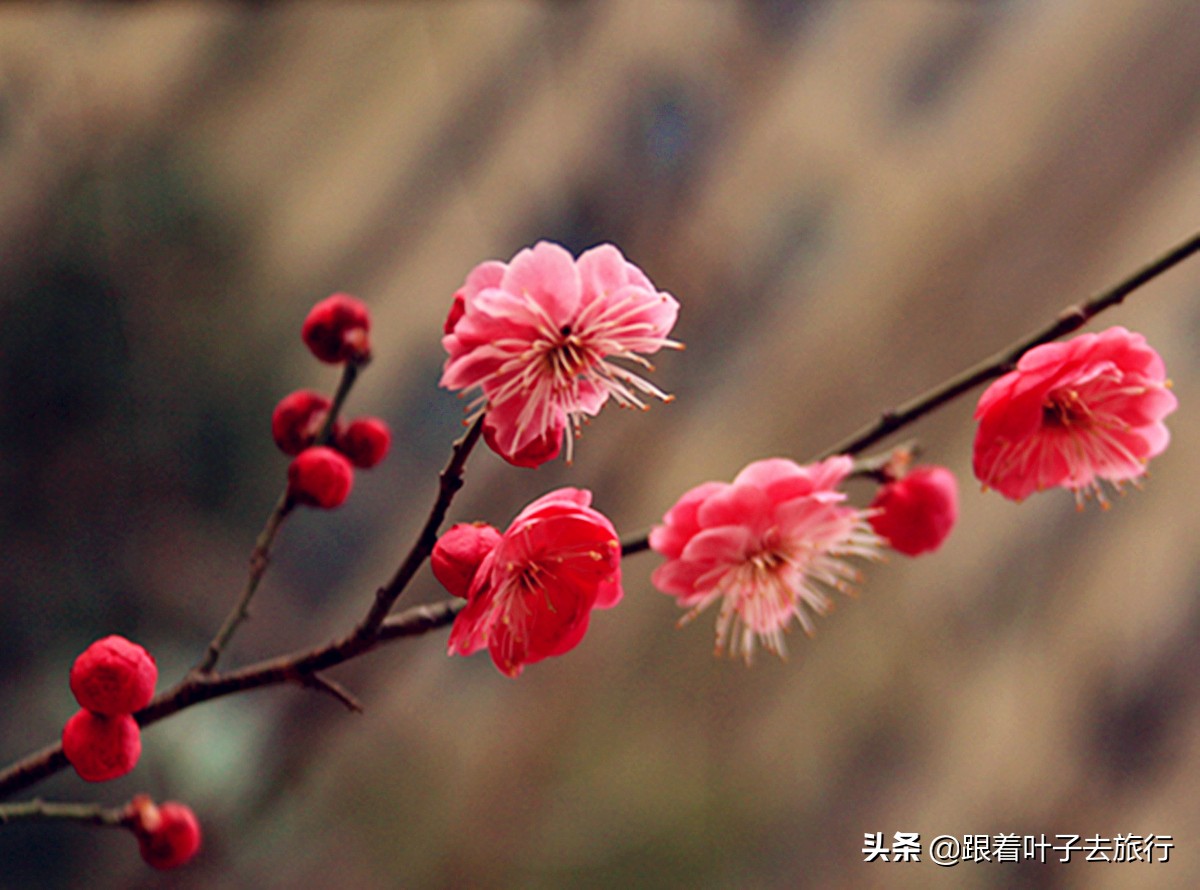 梅花拍摄的方法有哪些特点,冬季如何拍摄耐寒的梅花5个技巧