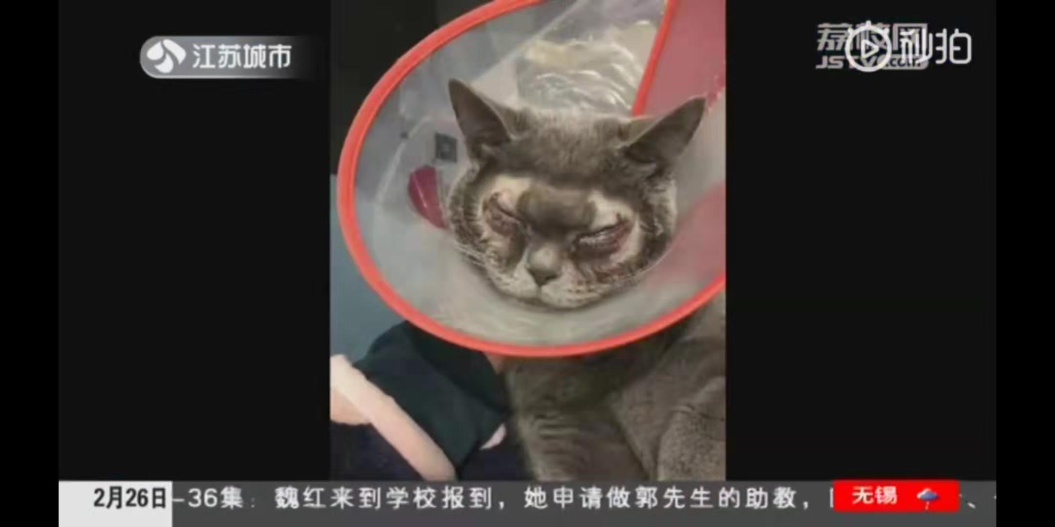 如何给猫咪整容,有没有给猫整容的