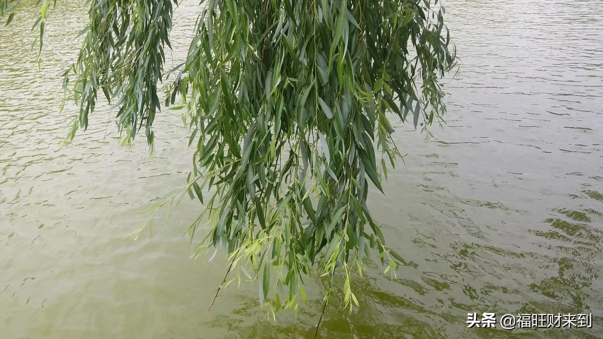 6月5号芒种,2018年6月6日芒种