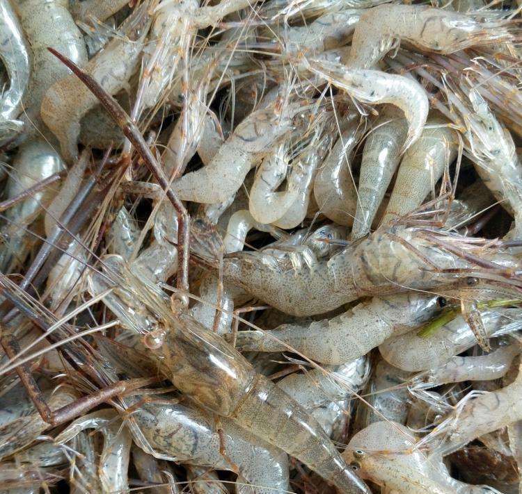 炸河虾挂糊炸还是挂淀粉炸,干锅小河虾怎么炸又酥又脆