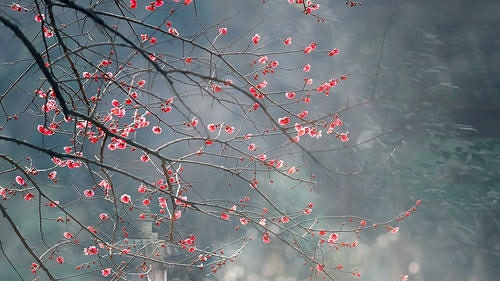 易安读白石道人诗说