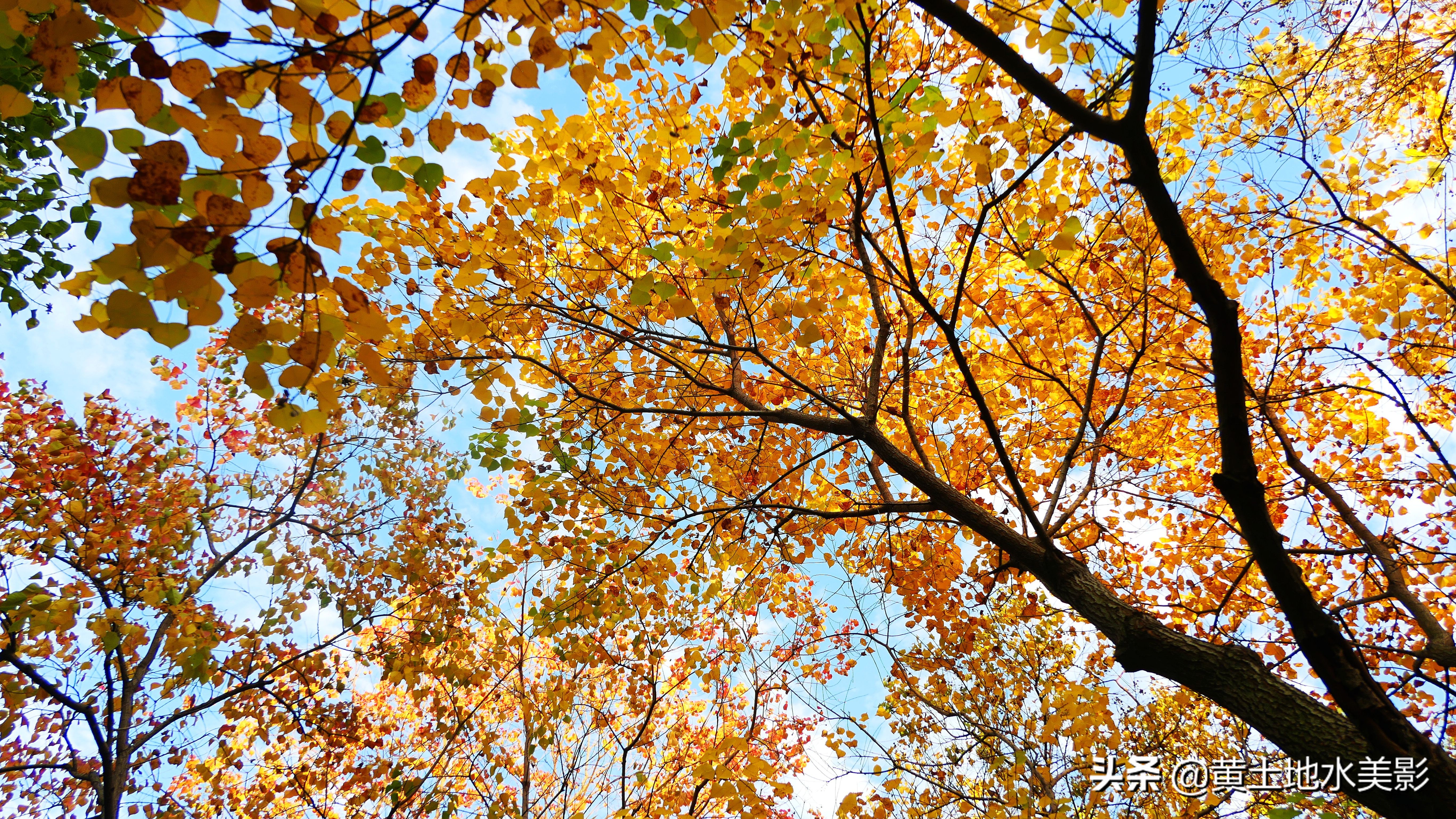 免费游玩东湖公园攻略,免费湿地公园游乐景点