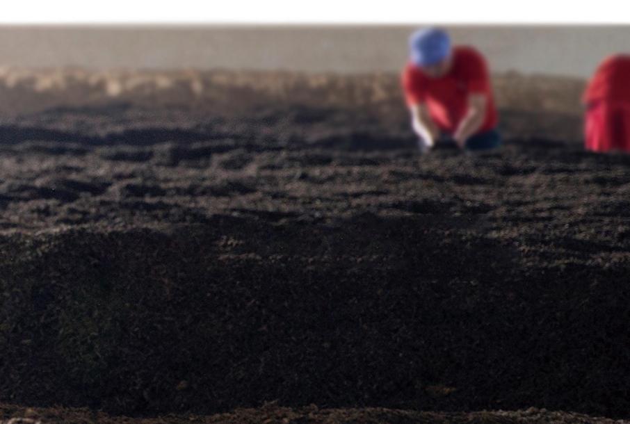 凤凰单丛茶制茶六大工艺,压饼茶加工工艺