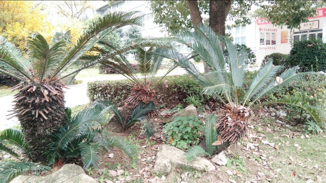 植物小课堂苏铁,苏铁是什么类的植物