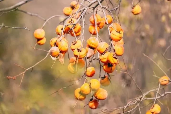 分享原创家乡年味,分享相册里的乡村照片