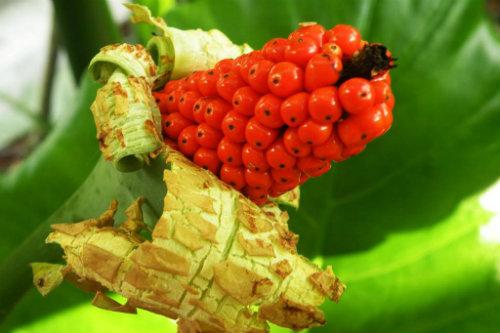 【食药科普大讲堂】不看不知道！岭南宝藏中药材图鉴（三）