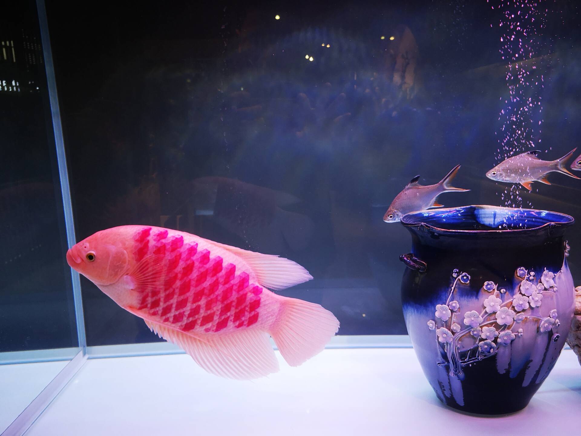 观赏鱼喂鱼粮好还是丰年虾好,观赏鱼喂干食还是红线虫好