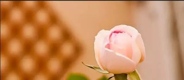 一万年一次的2020520；一起认识100种玫瑰~别送错啊