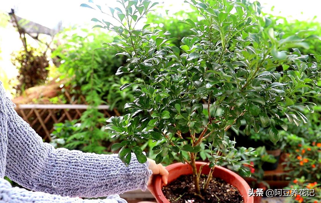 小米兰品种,小米兰适合在院里养