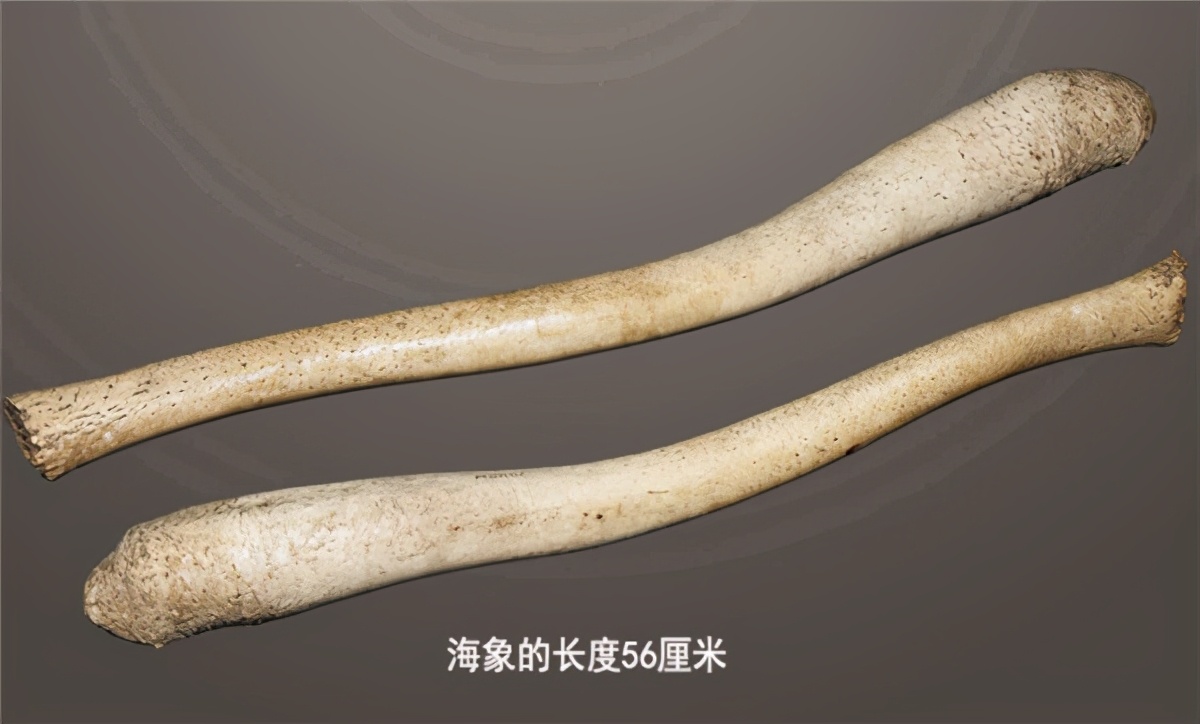 神奇的“丁丁骨”在哪里？人类“那方面”是进化了，还是退化了？