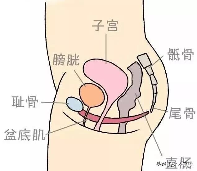 盆底肌很松怎么办,盆底肌松了我该怎么办