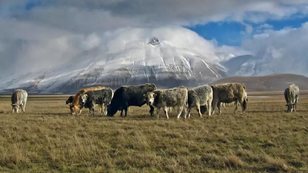 羊驼奶粉功效和作用,羊驼奶粉适合小孩子喝吗