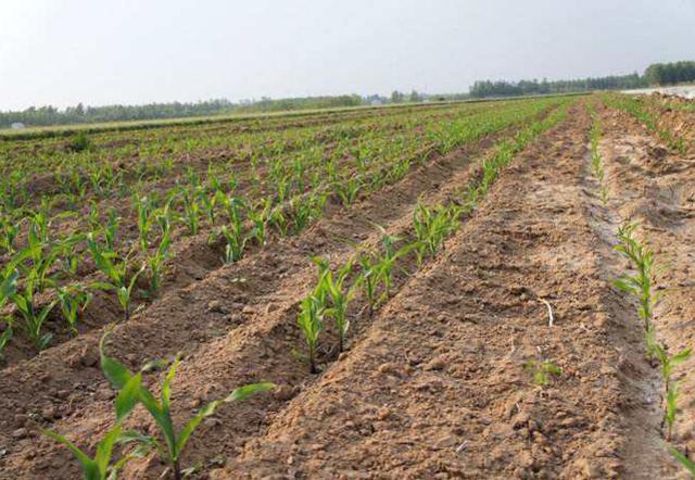 玉米苗什么时候打除草剂效果最好,喷施玉米苗后除草剂的注意事项