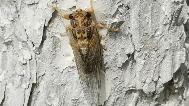 金蝉脱壳记原文,金蝉脱壳记