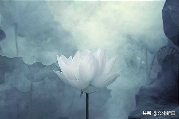 佛家说的种莲花寓意,思考一下莲花在佛教中的文化寓意