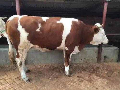 母牛生小牛先露头是难产吗,牛多久才能产子