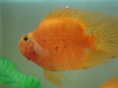 红鹦鹉鱼常见病有哪些症状,红鹦鹉鱼常见病用什么药呢