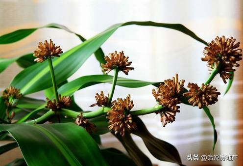 养好花六大关键十年养花经验总结,各种花卉养花技巧知识大全合集