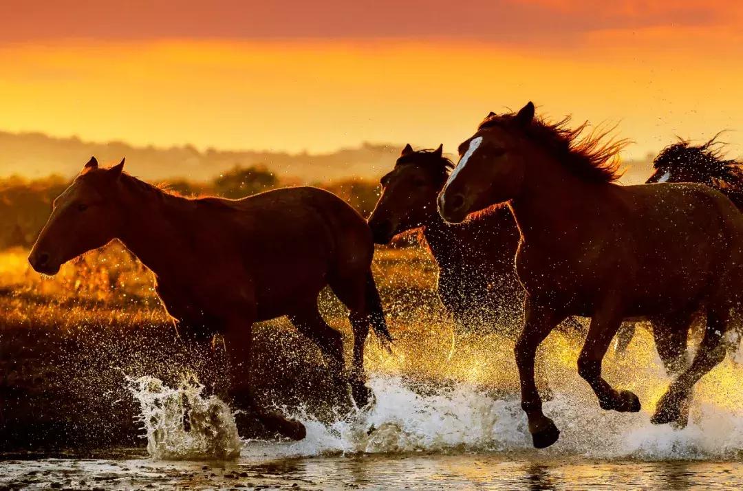 你属什么就注定了你的命,你属什么决定你是什么命