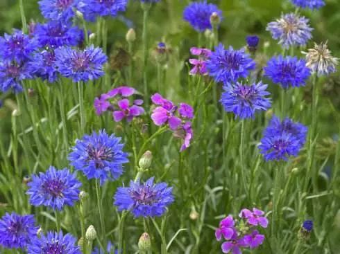 德意志联邦共和国简介（一）