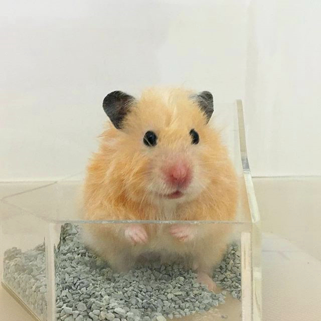 带仓鼠去公园赏花，鼠鼠无心赏花只想吃花朵，主人无奈又担心