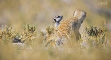 bbc纪录片最值得看的,bbc神级纪录片豆瓣评分超9