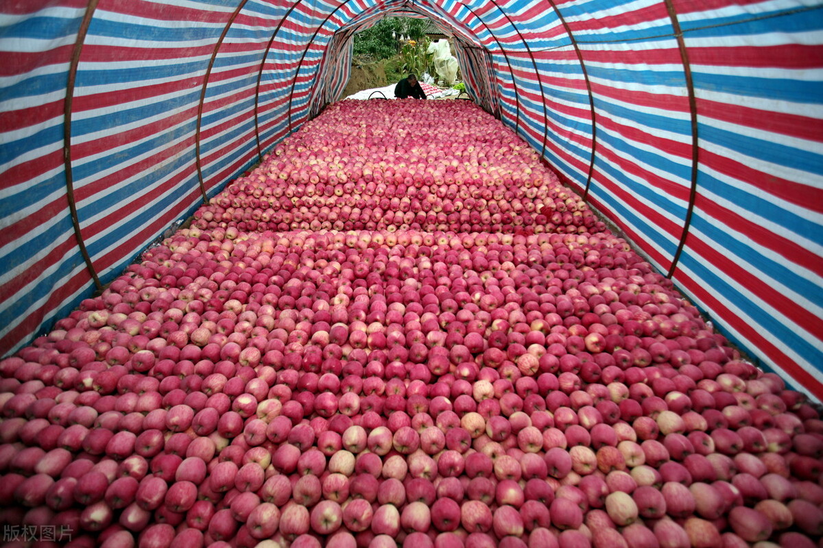 库存开始发芽，新品又陆续上市，价格低至两毛，村民：为啥连年赔