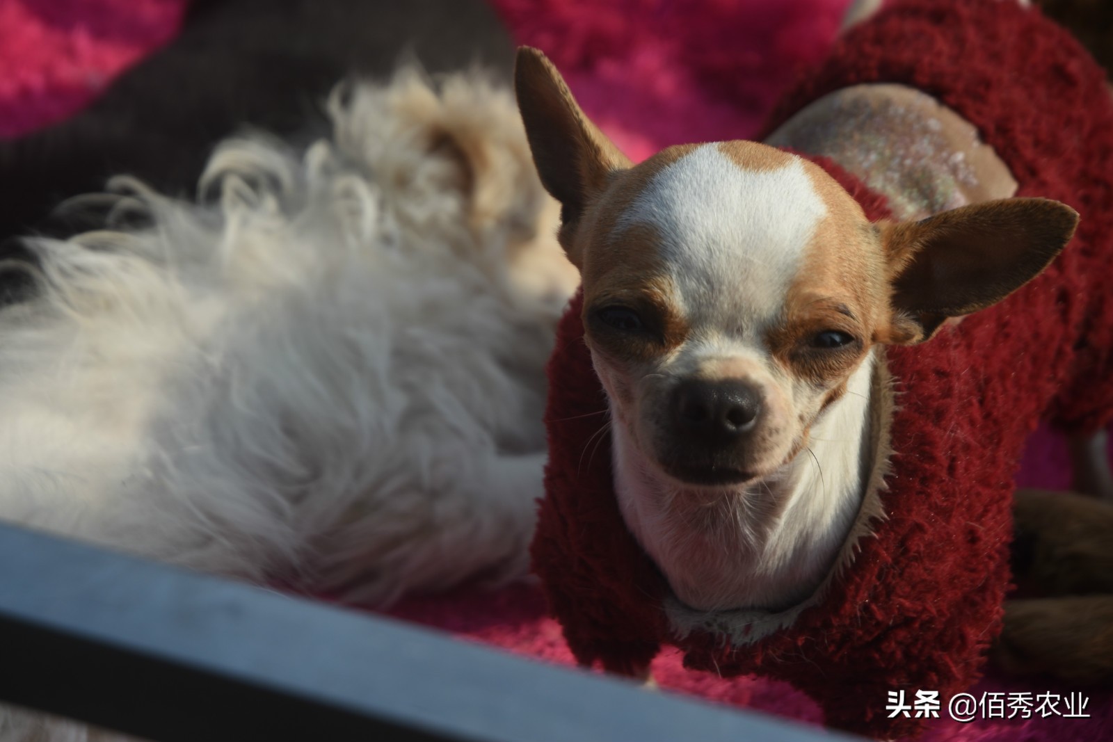 农村5类特点养殖,农村养殖哪种模式最靠谱