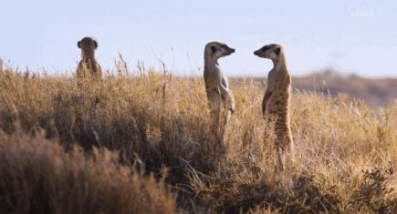 bbc纪录片最值得看的,bbc神级纪录片豆瓣评分超9