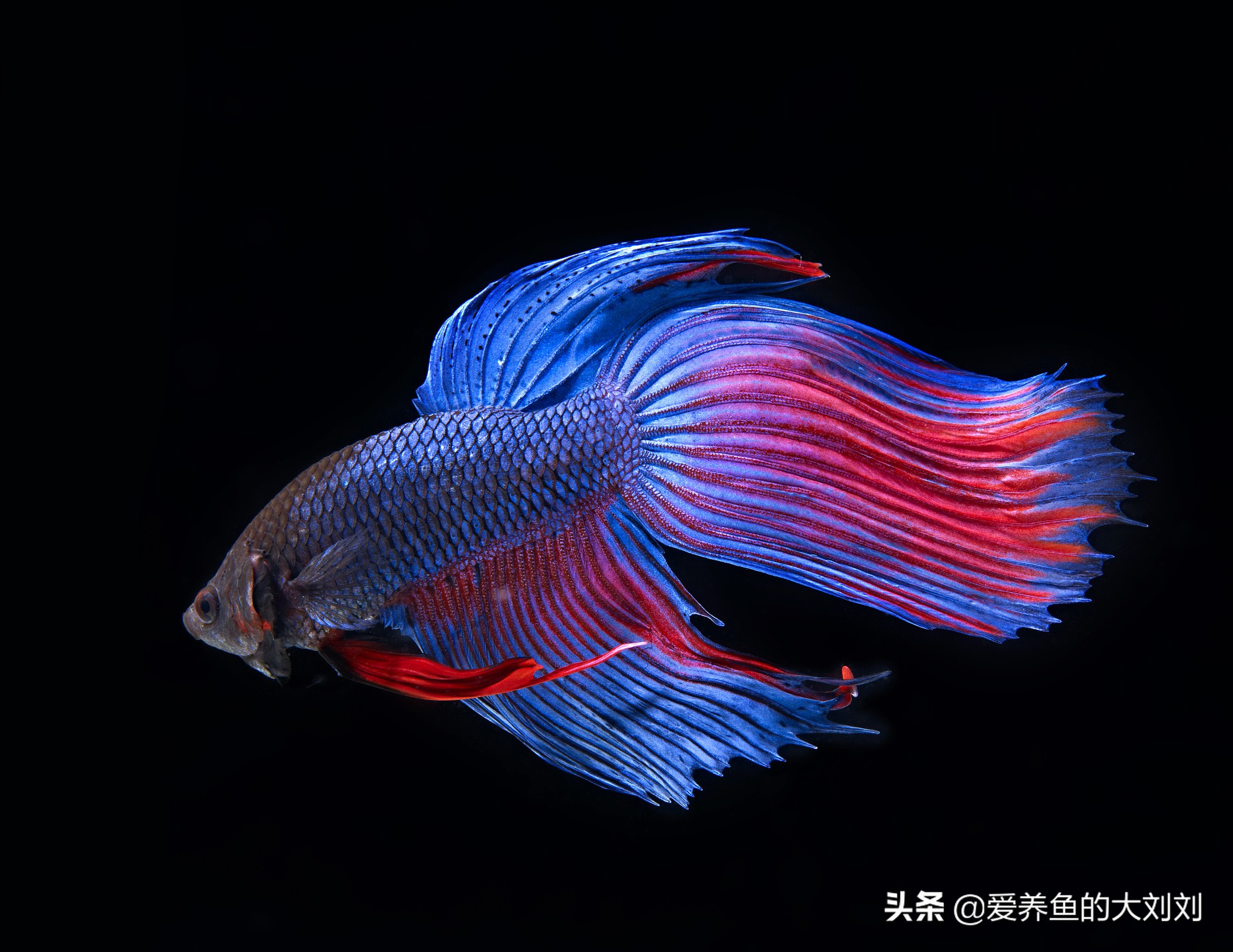 怎样能让泰国斗鱼的寿命长一些,泰国斗鱼可以活多长时间