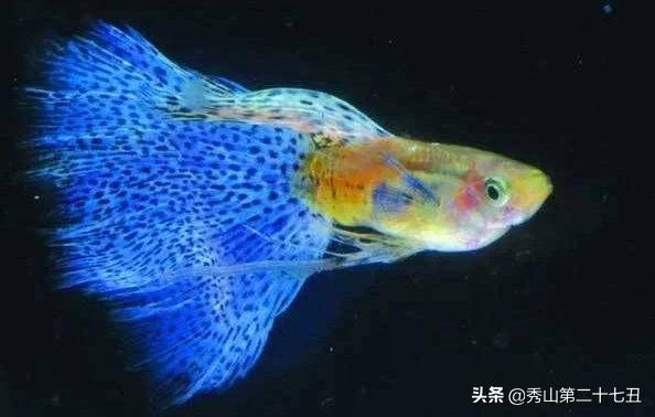 草金鱼十种最漂亮淡水观赏鱼,适合新手养的观赏鱼草金鱼